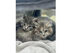 Gracie, Dlh Willow Grove Area (fcid 11/12/24-130), Domestic Longhair For