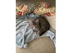 Grayson, Dmh Willow Grove Area (fcid 11/12/24-131), Domestic Mediumhair For