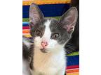 Sandy, Levittown Ps, (fcid 10/29/2024-140), Domestic Shorthair For Adoption In