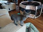 Silver, Levittown Ps, (fcid 10/29/2024-141), Domestic Shorthair For Adoption In