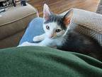 Jax, Levittown Ps, (fcid 10/29/2024-139), Domestic Shorthair For Adoption In