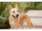 Lady (courtesy), Labrador Retriever For Adoption In Aurora, Colorado