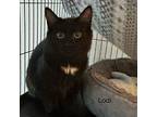 Lodi, Domestic Mediumhair For Adoption In Duncan, British Columbia