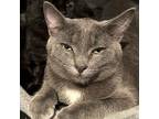 Laredo, Domestic Shorthair For Adoption In Duncan, British Columbia