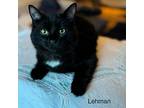 Lehman, Domestic Mediumhair For Adoption In Duncan, British Columbia