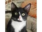 Laramie, Domestic Shorthair For Adoption In Duncan, British Columbia