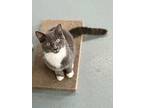 Fendi, Domestic Shorthair For Adoption In Cumberland, Maine