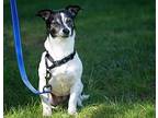 Daisy (aka Dukes), Rat Terrier For Adoption In Florence, Kentucky