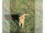 Golden Retriever PUPPY FOR SALE ADN-846140 - AKC CKC Golden Retriever