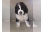 Newfoundland PUPPY FOR SALE ADN-846129 - Newfoundland puppies