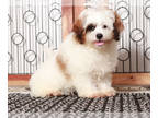 ShihPoo PUPPY FOR SALE ADN-846119 - Bacon Fun Shihpoo