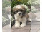 Shih Apso PUPPY FOR SALE ADN-846114 - Leo