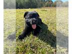 German Shepherd Dog PUPPY FOR SALE ADN-846097 - AKC Registered Solid Black