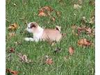Pug PUPPY FOR SALE ADN-846083 - Rare Panda pug with two blue eyes