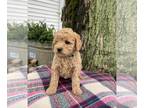 Goldendoodle (Miniature) PUPPY FOR SALE ADN-846074 - Penny