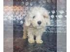 Poodle (Toy) PUPPY FOR SALE ADN-846069 - AKC toy poodle puppies