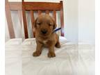 Golden Retriever PUPPY FOR SALE ADN-846063 - AKC Registered Golden Retriever