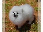 Pomeranian PUPPY FOR SALE ADN-846058 - White pomeranian