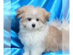 Maltipom PUPPY FOR SALE ADN-846047 - Huck Male Maltipom