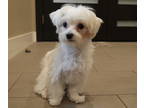 Maltese PUPPY FOR SALE ADN-846035 - Male Maltese Puppy
