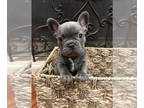 French Bulldog PUPPY FOR SALE ADN-846013 - Frenchie litter