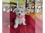 Maltese PUPPY FOR SALE ADN-845999 - SHASTA IS A MALTESE
