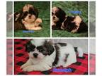 Shih Tzu PUPPY FOR SALE ADN-845997 - Shih Tzu