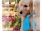 Goldendoodle PUPPY FOR SALE ADN-845995 - Boutique Designer Goldendoodle
