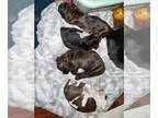 American Pit Bull Terrier PUPPY FOR SALE ADN-845994 - American Pitbull Puppies