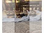 Yorkshire Terrier PUPPY FOR SALE ADN-845991 - Akc yorkie puppies