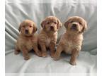 Golden Retriever PUPPY FOR SALE ADN-845990 - Golden Retriever Puppies