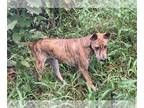 Phu Quoc (Vietnam Island) Ridgeback PUPPY FOR SALE ADN-845988 - Vietnamese