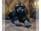 Poodle (Miniature) PUPPY FOR SALE ADN-845987 - Moyan Poodle