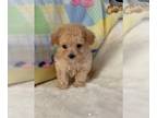 Poodle (Toy) PUPPY FOR SALE ADN-845981 - Poodles Teacups and Toy Puppies For
