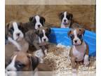 Boxer PUPPY FOR SALE ADN-845974 - 5 female boxer puppies