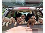 Great Dane PUPPY FOR SALE ADN-845972 - GREAT DANE CHRISTMAS LITTER