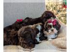 Shih Tzu PUPPY FOR SALE ADN-846151 - Bailey and Chewies pups