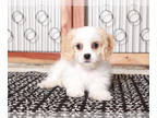 Cavachon PUPPY FOR SALE ADN-846136 - Tater Cavachon Male