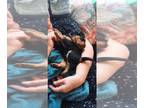Airedale Terrier PUPPY FOR SALE ADN-846135 - Airedale Puppies