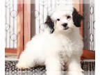 ShihPoo PUPPY FOR SALE ADN-846131 - Jasmine Fun Shihpoo