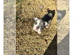 Olde English Bulldogge PUPPY FOR SALE ADN-846128 - Olde English Bulldogges