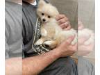 Pomeranian PUPPY FOR SALE ADN-846127 - Pomeranian Puppies