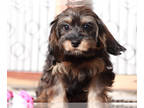 Cavapoo PUPPY FOR SALE ADN-846122 - Fannie Female Cavapoo