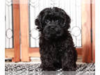 Cavapoo PUPPY FOR SALE ADN-846121 - Bear Cavapoo