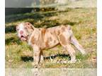 Olde English Bulldogge PUPPY FOR SALE ADN-846088 - Amy