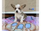 Pembroke Welsh Corgi PUPPY FOR SALE ADN-846027 - Corgi Puppies