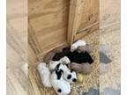 Goldendoodle PUPPY FOR SALE ADN-846001 - Sunshine Litter Born October 13