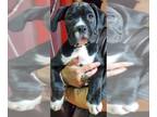 Boxer PUPPY FOR SALE ADN-846153 - Boxer Puppy