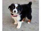 Miniature Australian Shepherd PUPPY FOR SALE ADN-846150 - Mini Aussie