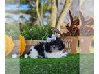 Zuchon PUPPY FOR SALE ADN-846142 - Paris